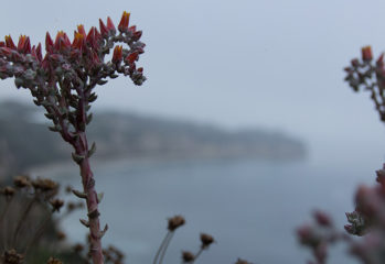 Point Dume - 7/13/19 | [Ungraded] Environment Photography