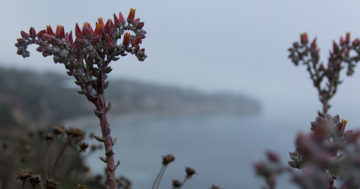 Point Dume - 7/13/19 | [Ungraded] Environment Photography