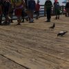 2019-7.10-Oceanside-Fishing-Pier-13-of-77