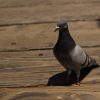 2019-7.10-Oceanside-Fishing-Pier-14-of-77