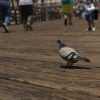 2019-7.10-Oceanside-Fishing-Pier-15-of-77