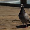 2019-7.10-Oceanside-Fishing-Pier-16-of-77