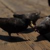 2019-7.10-Oceanside-Fishing-Pier-18-of-77