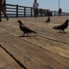 2019-7.10-Oceanside-Fishing-Pier-20-of-77