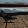 2019-7.10-Oceanside-Fishing-Pier-21-of-77