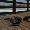 2019-7.10-Oceanside-Fishing-Pier-27-of-77