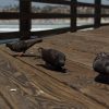 2019-7.10-Oceanside-Fishing-Pier-28-of-77