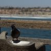 2019-7.10-Oceanside-Fishing-Pier-56-of-77