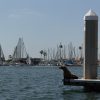 2019-7.10-Oceanside-Fishing-Pier-72-of-77