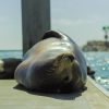 2019-7.10-Oceanside-Fishing-Pier-73-of-77