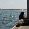 2019-7.10-Oceanside-Fishing-Pier-76-of-77